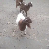 میش جوان آبستن بزغاله هست|حیوانات مزرعه|کنگاور, |دیوار