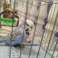 جفت مرغ عشق اینگلیسی مولد|پرنده|اندیشه, اندیشه فاز ۵|دیوار