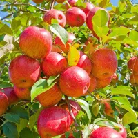 فروش مستقیم نهال از تولید کننده اصلی،کیفیت تضمینی