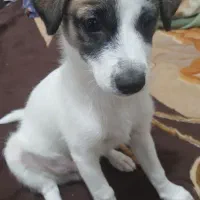 واگذاری سگ خانگی|سگ|اصفهان, بهاران|دیوار