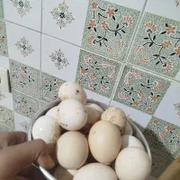 تخم مرغ محلی