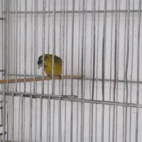 سهره زرد قناری