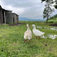 تورهای شاد وراحت بانوان|تور و چارتر|فلاورجان, |دیوار