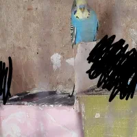 مرغ عشق|پرنده|شیراز, دست خضر|دیوار