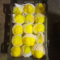 فروش عمده میوه به صادراتی