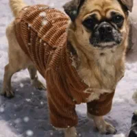 واگذاری سگ با شرایط