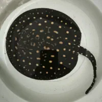 سفره بلک دایموند ماده ۹اینچ معاوضه