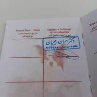 سگ نژاد اشپیتز|سگ|پردیس, فاز ۱|دیوار