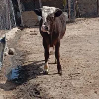 گوساله نر تخم علا