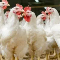 مرغ تخم گذار