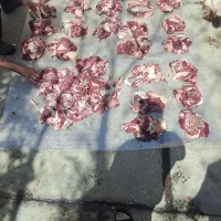 گوسفند زنده مغان|حیوانات مزرعه|بهارستان, |دیوار