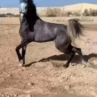 نریان یکسر۴ ساله