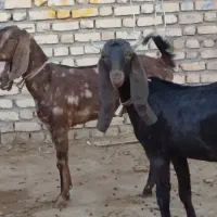 بزغاله ماده