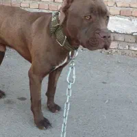 پیتبول|سگ|اردبیل, |دیوار