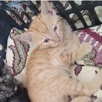 بچه گربه گم شده|حیوانات|کرمانشاه, |دیوار