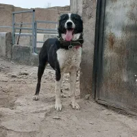 سگ بشرط سفت سفت