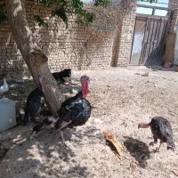 بوقلمون ماده
