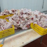 نیروی کار برای قطعه بندی مرغ|استخدام خدمات فروشگاه و رستوران|اصفهان, قهجاورستان|دیوار