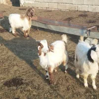 بزغاله|حیوانات مزرعه|اصلاندوز, |دیوار