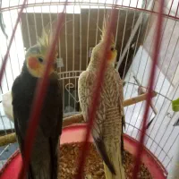 عروس هلندی مولد با جوجه وبدون جوجه|پرنده|رشت, سعدی (تختی)|دیوار