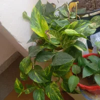 گل فروشی  ویلچر فروشی دوشک برقی