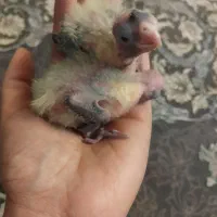 جوجه عروس سرلاکی