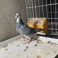 دم سفید پلاکی