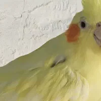 عروس|پرنده|میناب, |دیوار