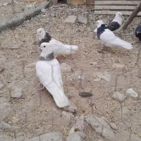 کفتر کبوتر طوقی