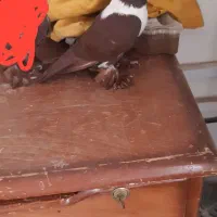 باش قرمزی ماده