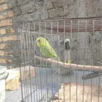 یه جفت مرغ عشق مولدبایه جوجه بفروش میرسد|پرنده|شیراز, شهرک کوشکک|دیوار