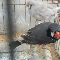 فنج جامبو وشارکول وانگلیسی|پرنده|بندرعباس, |دیوار