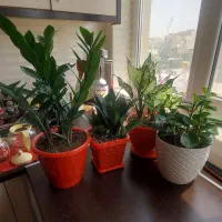 گل وگیاه آپارتمانی