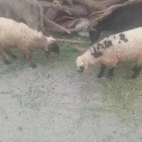 فروش بره  و گتاچ