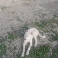 سگ گله ای