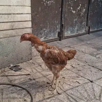 مرغ لاری|حیوانات مزرعه|تهران, گمرک|دیوار