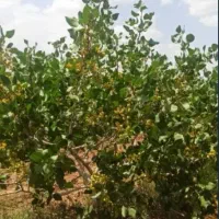 فروش-باغ-پسته