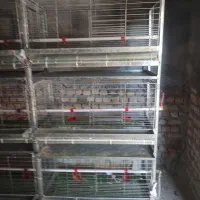 قفس مرغ گوشتی|لوازم جانبی حیوانات|بندر ترکمن, |دیوار