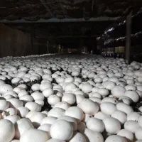 قارچ|خوردنی و آشامیدنی|اهواز, امانیه|دیوار