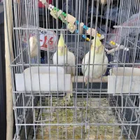 عروس هلندی سخنگو ومولد