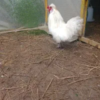 خروس  ابریشمی|حیوانات مزرعه|طاهرگوراب, |دیوار