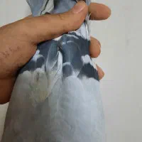 کبوترنر پلاکی|پرنده|قم, شهرک توانیر|دیوار