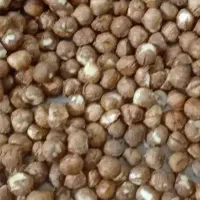 مغز فندق بسته های 5 کیلویی