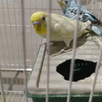 مرغ عشق جفت