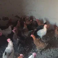 مرغ تخمگذار محلی