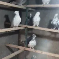 بارجدیدرسید|پرنده|کوهدشت, |دیوار