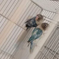 کوتوله نقاب دار پاید