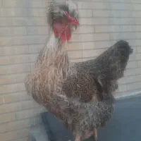 مرغ سلطان تخم گذار بسیار زیبا