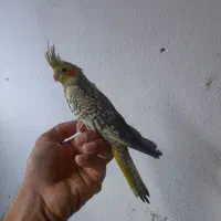 جوجه عروس هلندی دونخور ..طوطی گرینچیک|پرنده|قشم, |دیوار