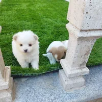 توله سگ خوشکل فقط تا فردانصف فی